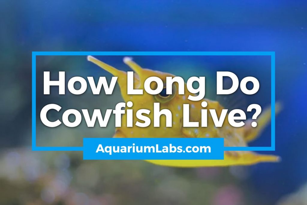 How Long Do Cowfish Live - Featured Image