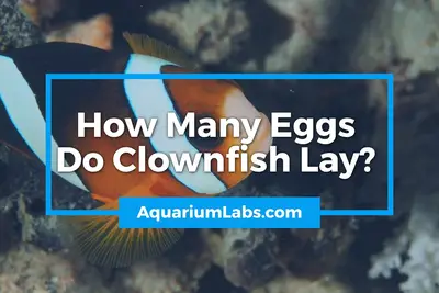 How Many Eggs Do Clownfish Lay
