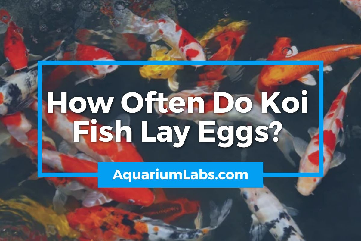 how often do koi fish lay eggs - blog image
