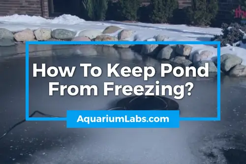 how to keep pond from freezing - blog image