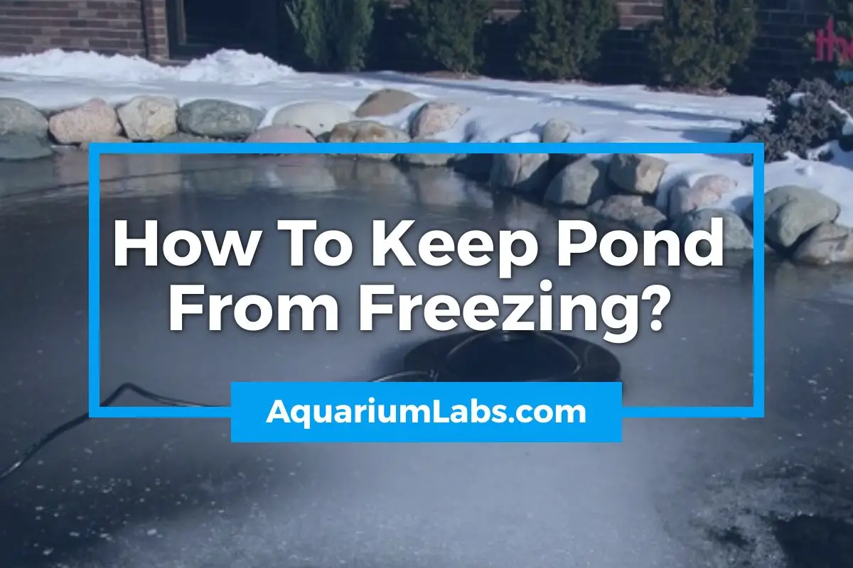 How To Keep Pond From Freezing - Featured Image
