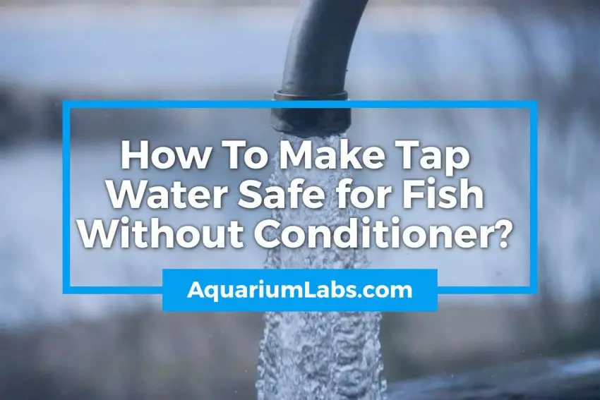 How To Make Tap Water Safe for Fish Without Conditioner
