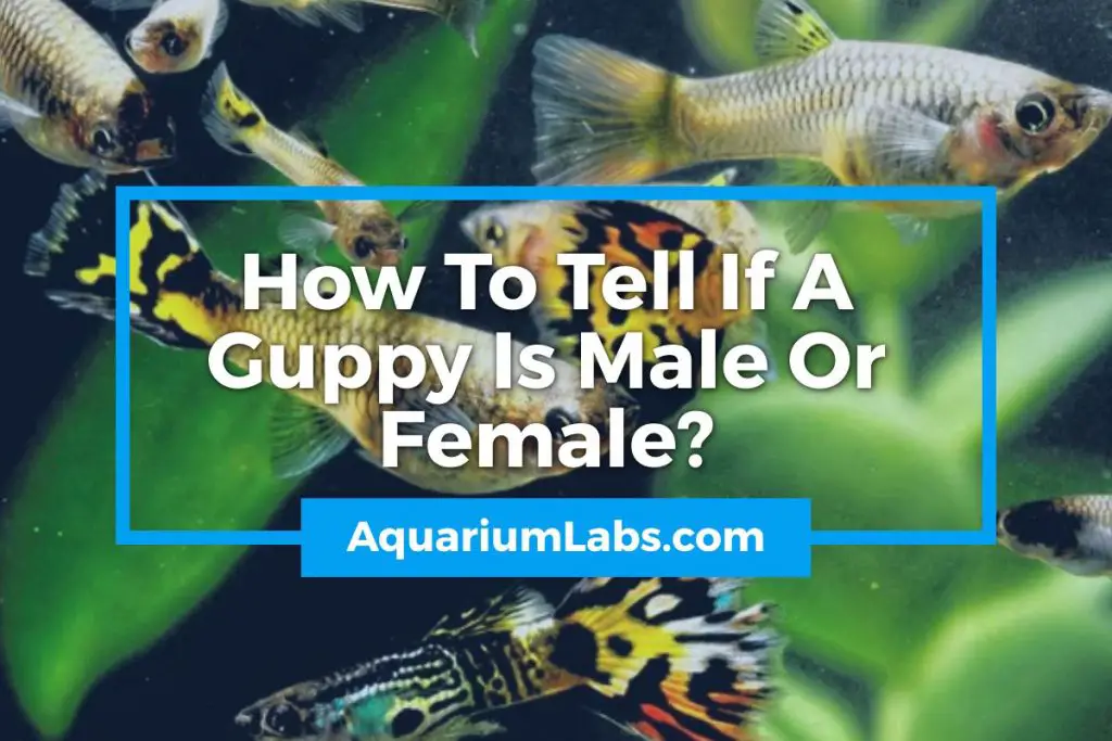 How To Tell If A Guppy Is Male Or Female - Featured Image