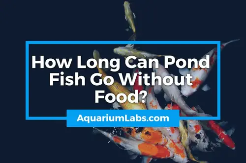 How Long Can Pond Fish Go Without Food? – Aquarium Labs