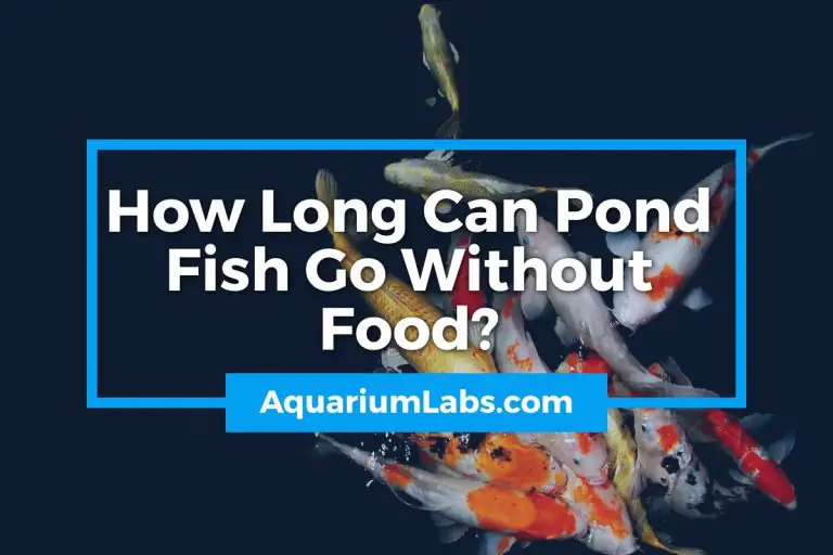 How Long Can Pond Fish Go Without Food? Aquarium Labs