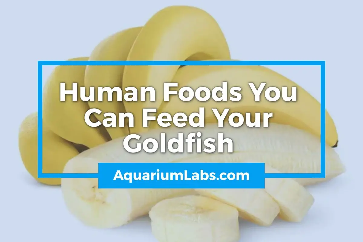 What Human Foods Can Goldfish Eat - Featured Image