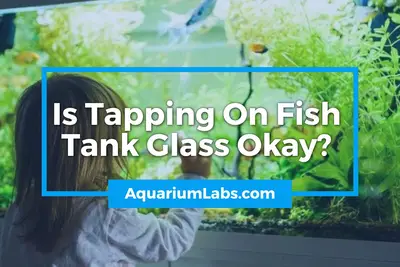 Is Tapping On Fish Tank Glass Okay