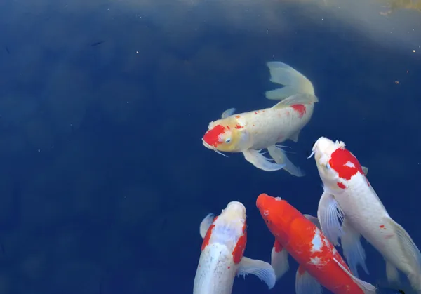 Koi fish in aquarium