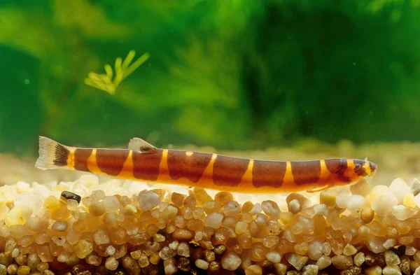 Kuhli Loach in a tank with plants in the background