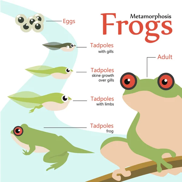 Metamorphosis Life cycle of a frog