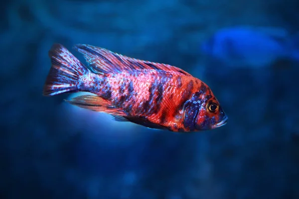 Peacock Cichlids in a tank