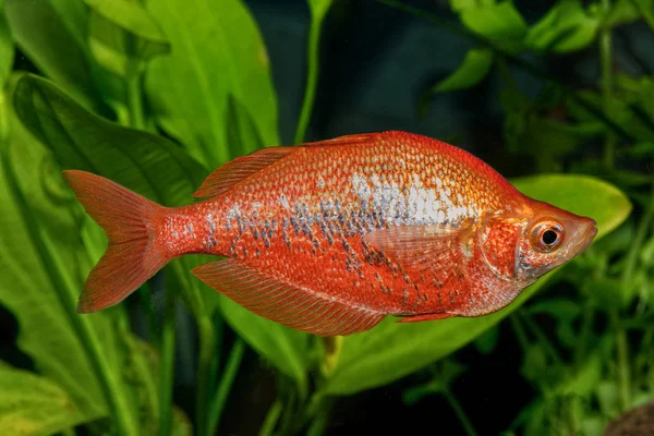 Portrait of freshwater rainbow fish