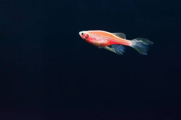 Red zebrafish on a dark blue background