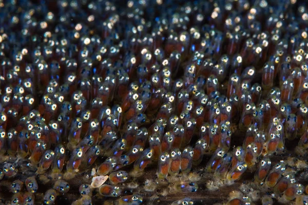Saddleback anemonefish embryos