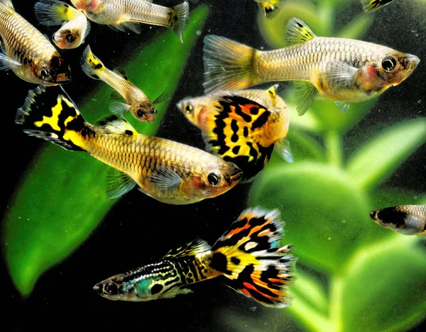 Several Guppy Multi Colored Fish in Aquarium
