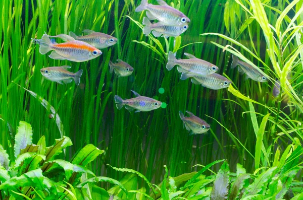 Several small Tetras on a tank with green grass at the back