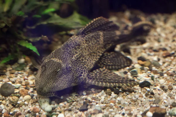 Suckermouth Catfish in aquarium with small rocks and plants