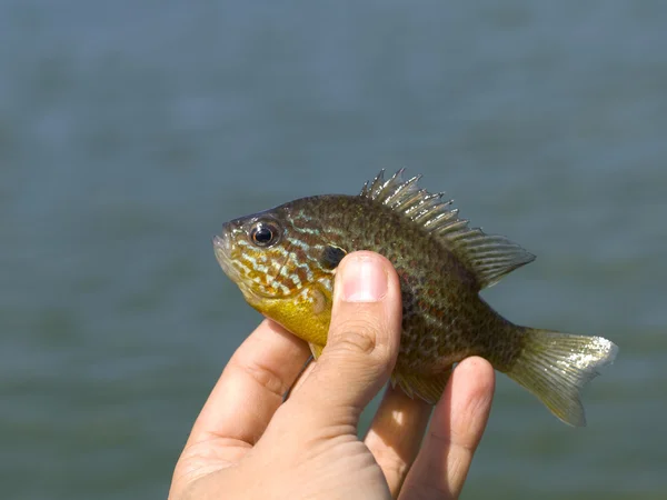 Sunfish catches in sea