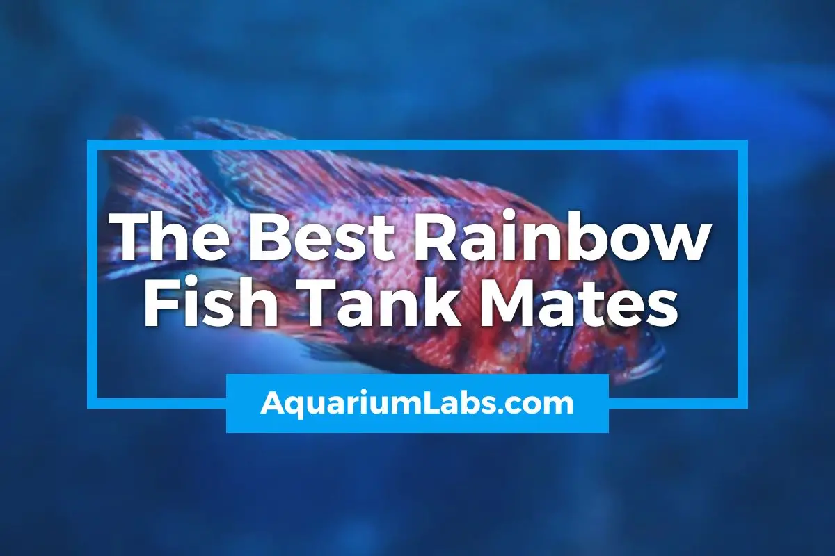 The Best Rainbow Fish Tank Mates - Featured Image
