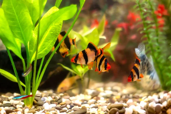 Tiger barbs in aquarium