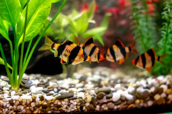 Tiger barbs or sumatra barbs in aquarium