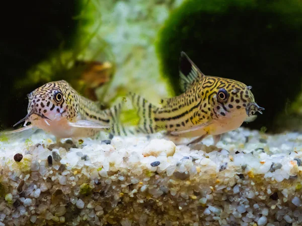 Two small Cory catfish in Aquarium