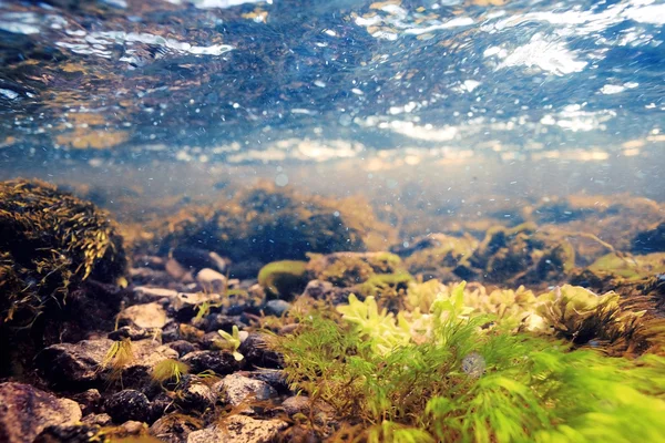 Underwater scenery in clean water