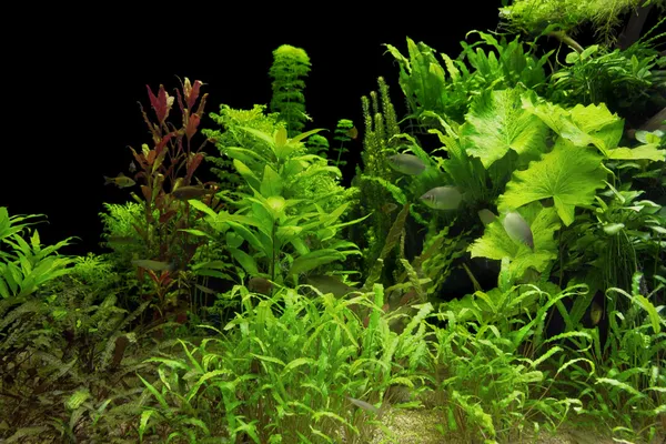 Water plants in aquarium