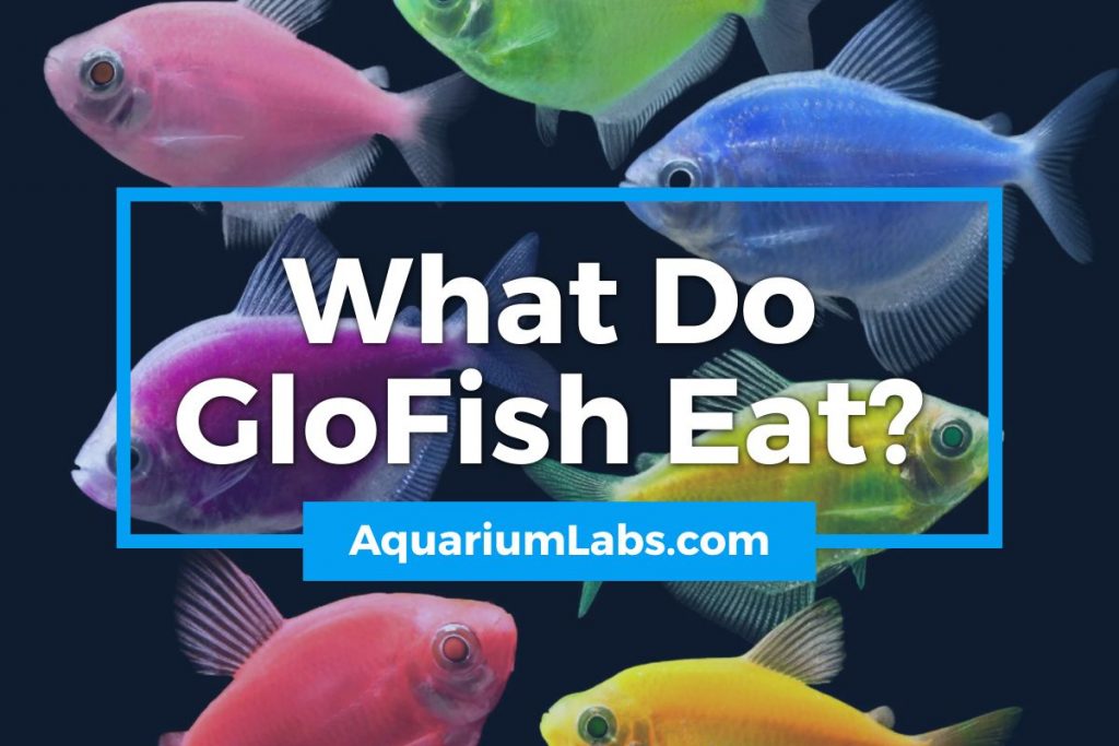 What Do Glo Fish Eat Featured Image