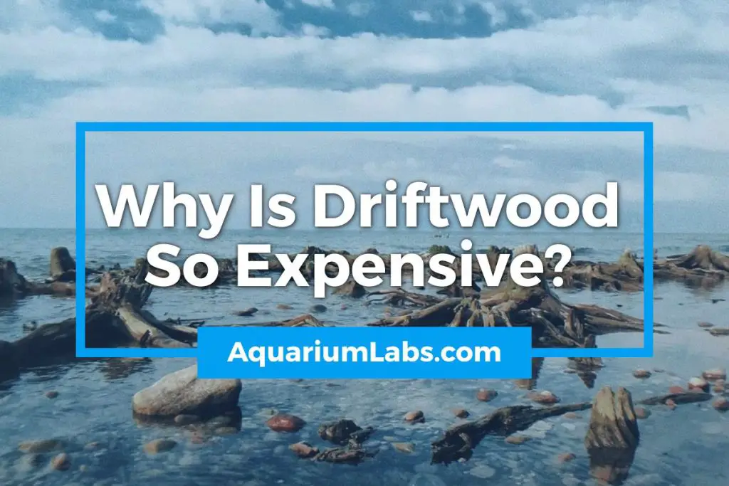 Why Is Driftwood So Expensive