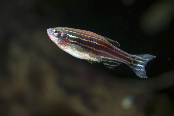 Zebra Danio