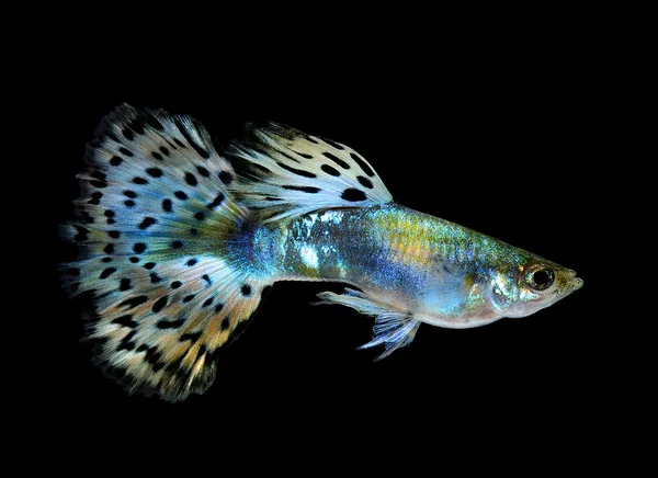 a guppy isolated on black background