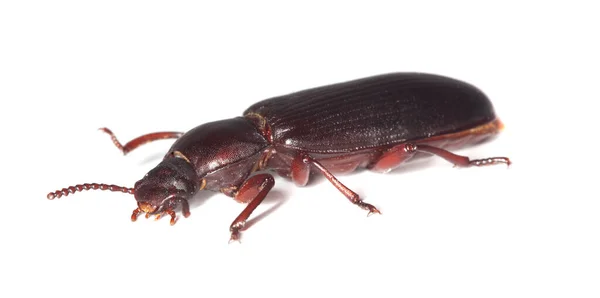 a mealworm bettle in white backdrop