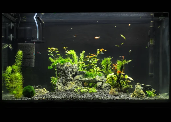 aquarium plants