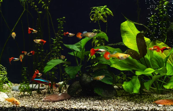 aquarium with plants and guppies