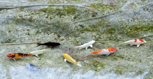 baby koi fish