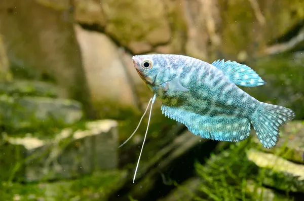 beautiful light blue and green Gouramis