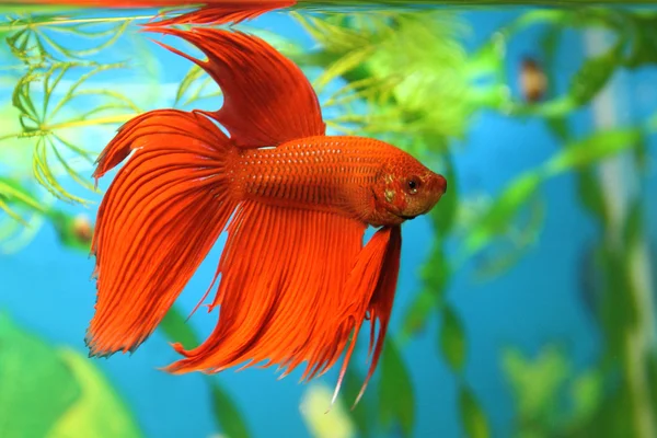 beautiful picture of a solid orange betta fish
