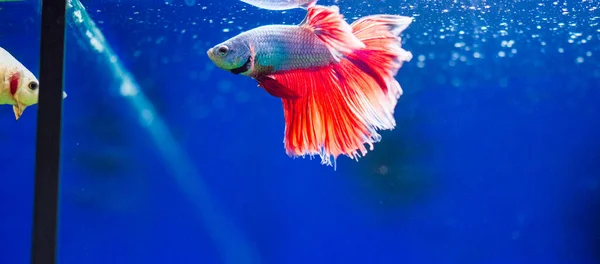 betta fish in tank