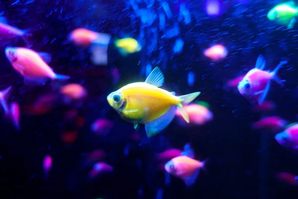 blurry image of Glofish underwater