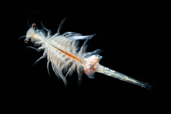 brine shrimp in isolated dark background