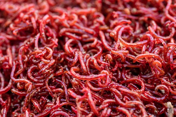 close up of many small bloodworms