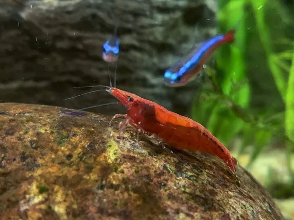 close up photo of Dwarf Shrimp in a tank