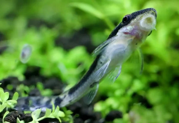 close up photo of dwarf Otocinclus in planted aquarium