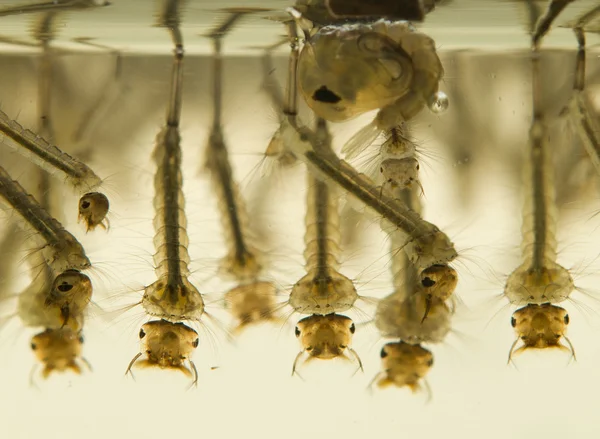 close-up photo of mosquito larvae