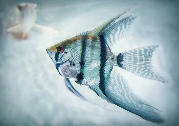 close-up shot of a beautiful angelfish