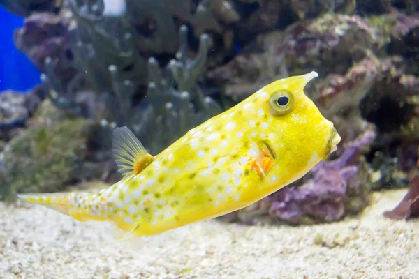 close-up shot of a cowfish in tank