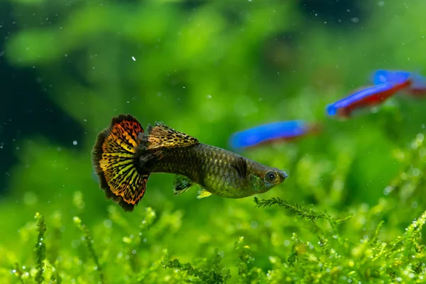 close up shot of female guppy