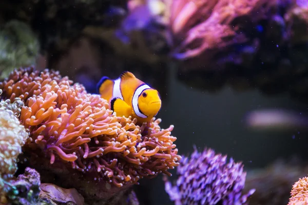 clownfish in aquarium