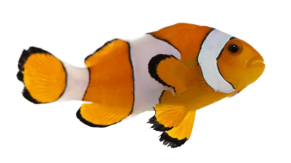 clownfish in white background